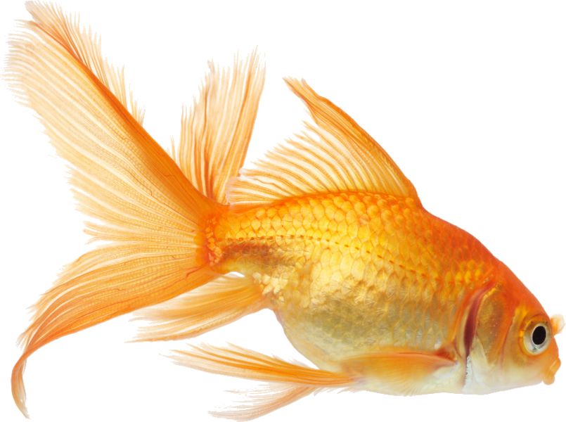 Goldfish PNG    图片编号:67660