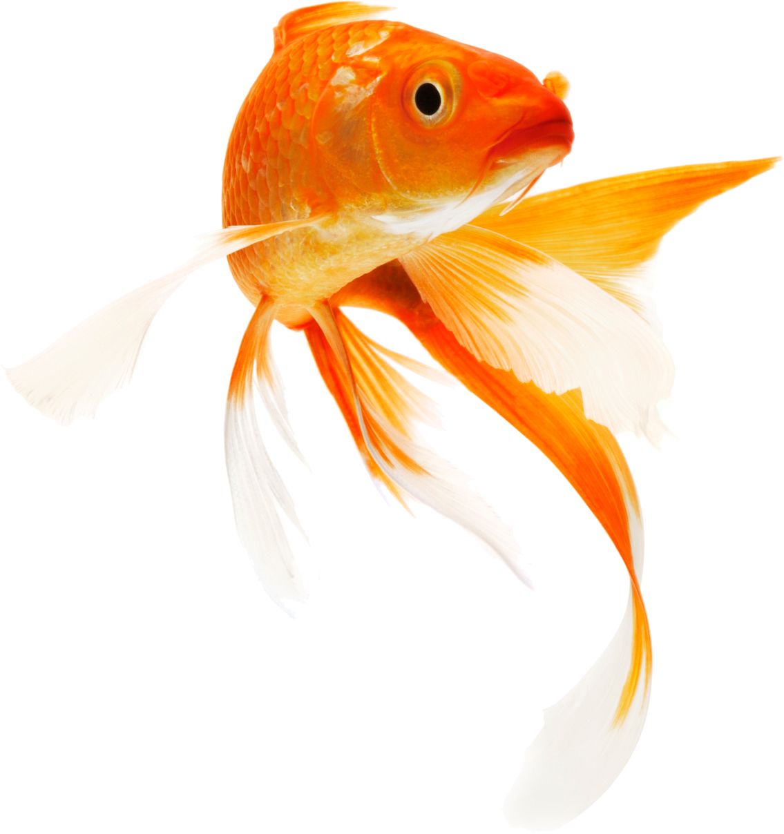 Goldfish PNG    图片编号:67662