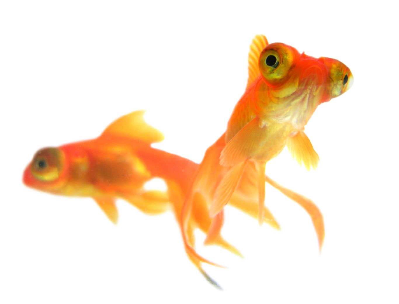 Goldfish PNG    图片编号:67663