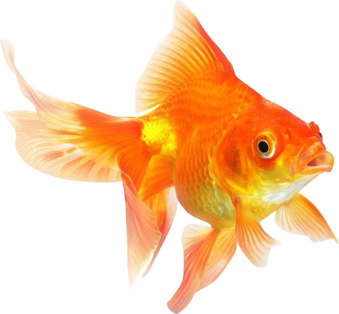 Goldfish PNG    图片编号:67664