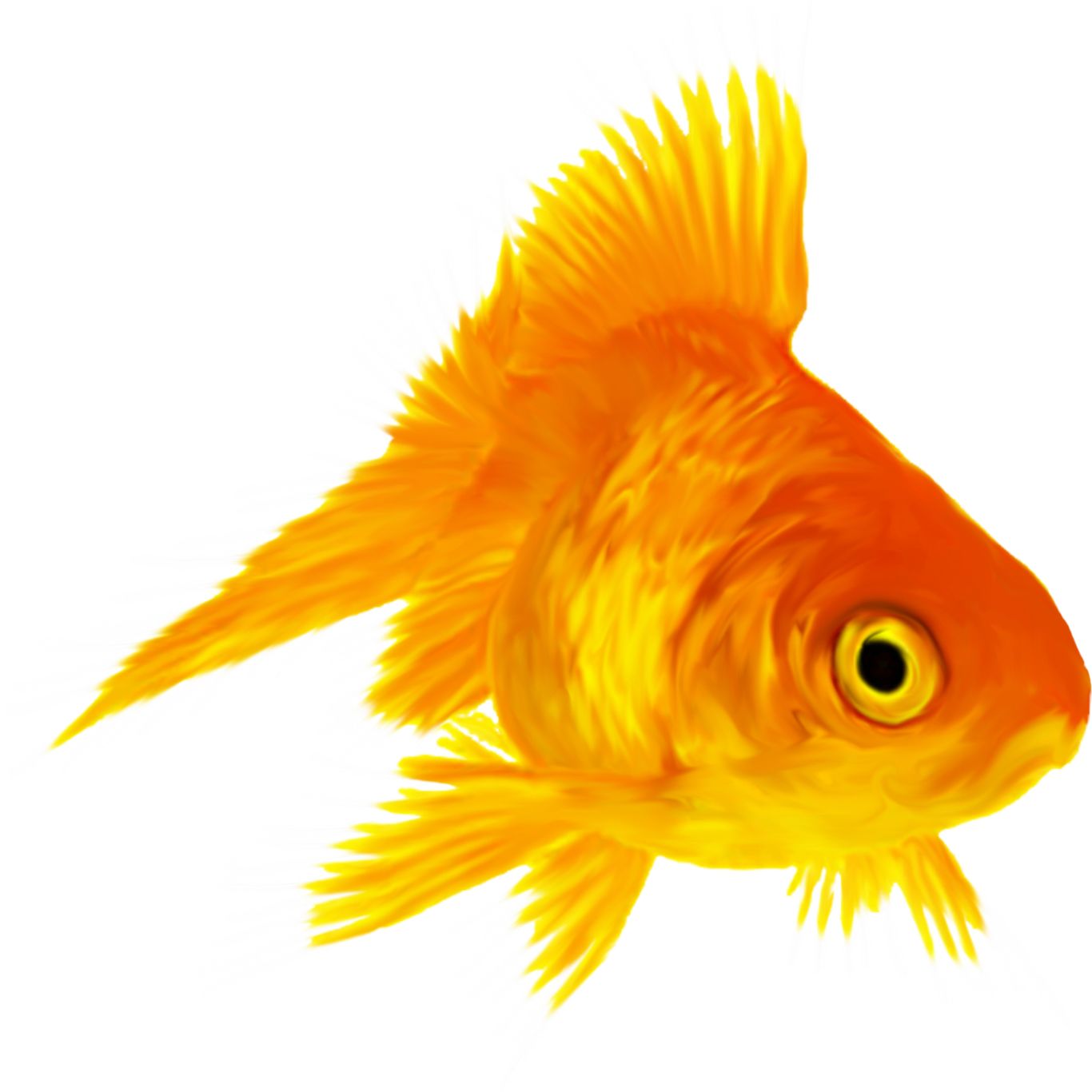Goldfish PNG    图片编号:67665