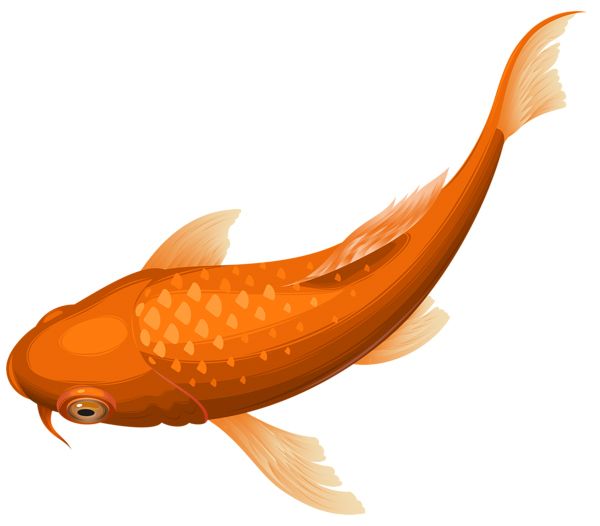 Goldfish PNG    图片编号:67669