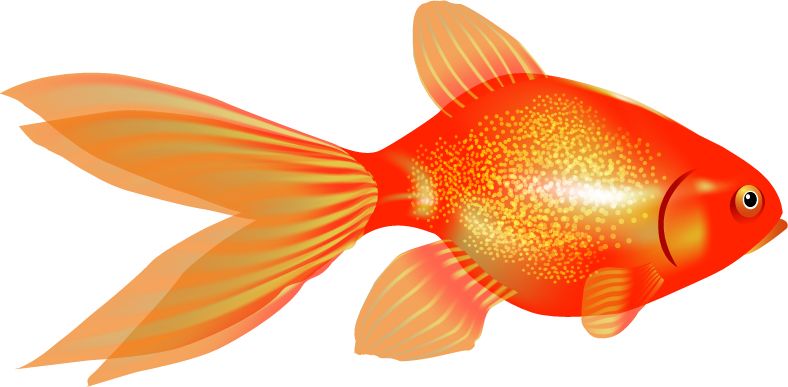 Goldfish PNG    图片编号:67672