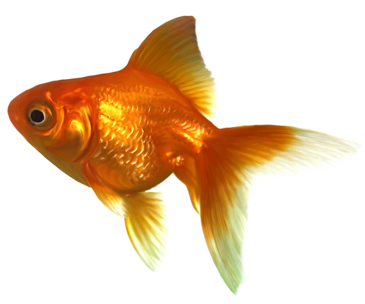 Goldfish PNG    图片编号:67673