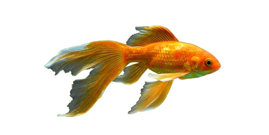 Goldfish PNG    图片编号:67676