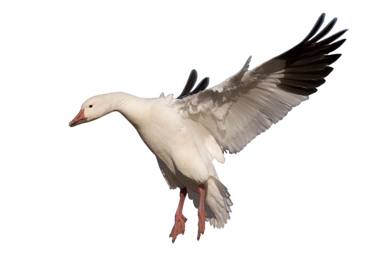 Goose PNG    图片编号:20510