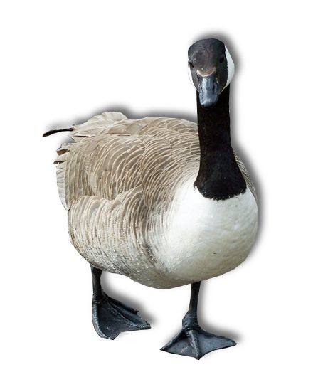 Goose PNG    图片编号:20511