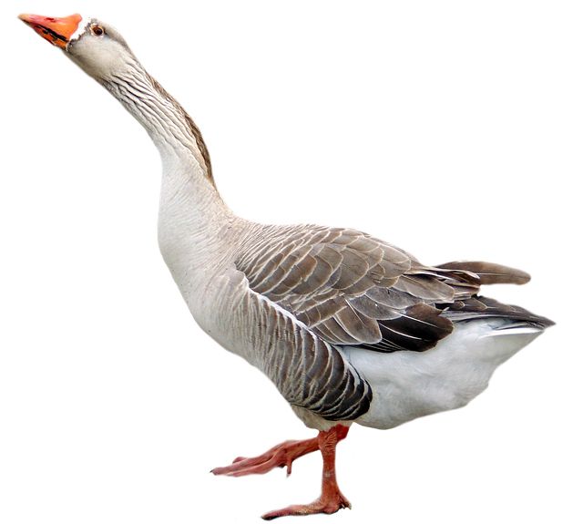 Goose PNG    图片编号:20512