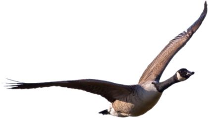 Goose PNG    图片编号:20513