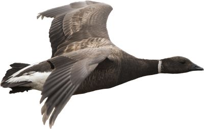 Goose PNG    图片编号:20516