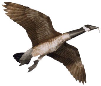 Goose PNG    图片编号:20517