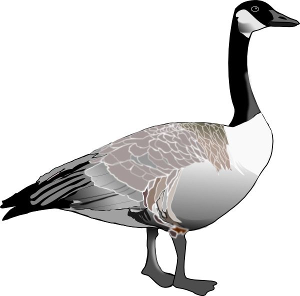 Goose PNG    图片编号:20518