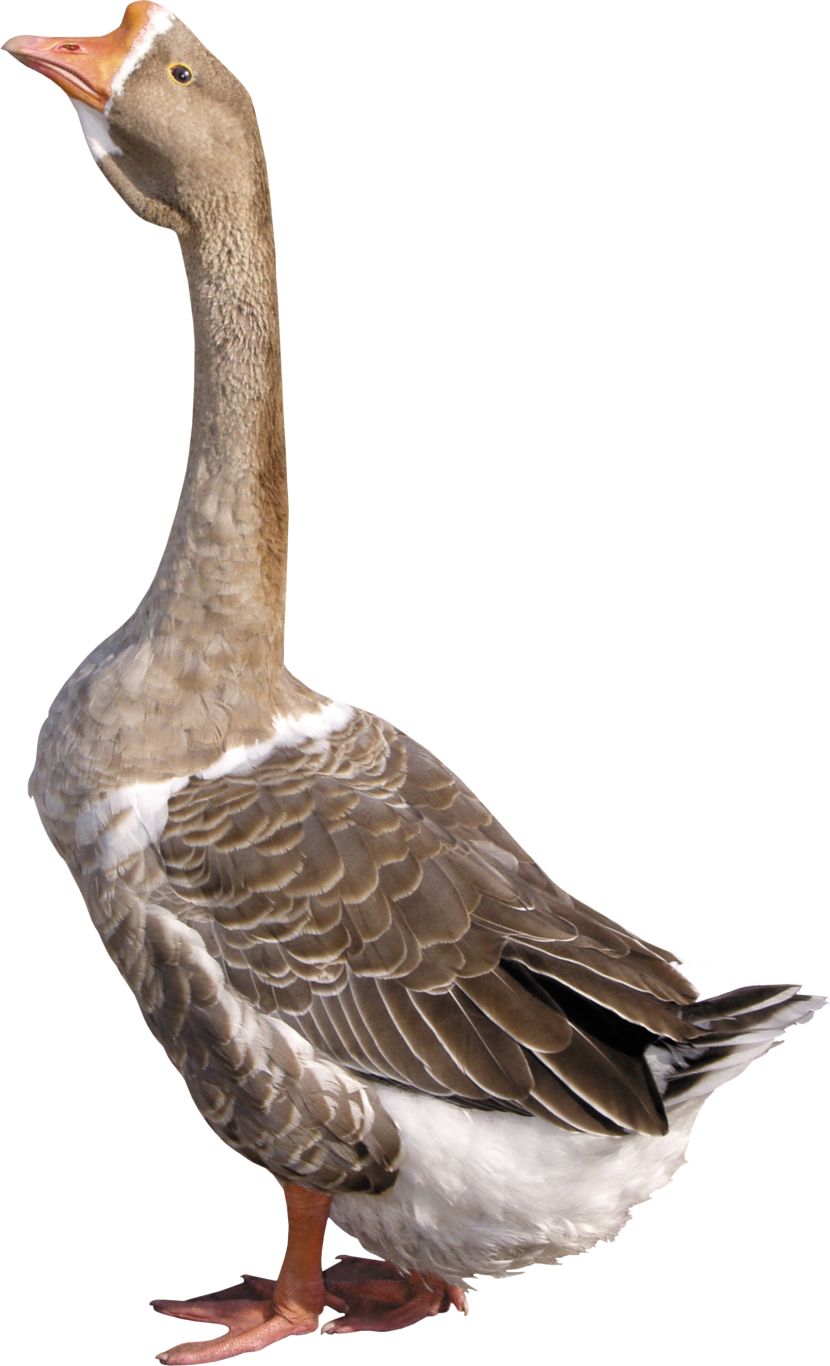 Goose PNG    图片编号:20523