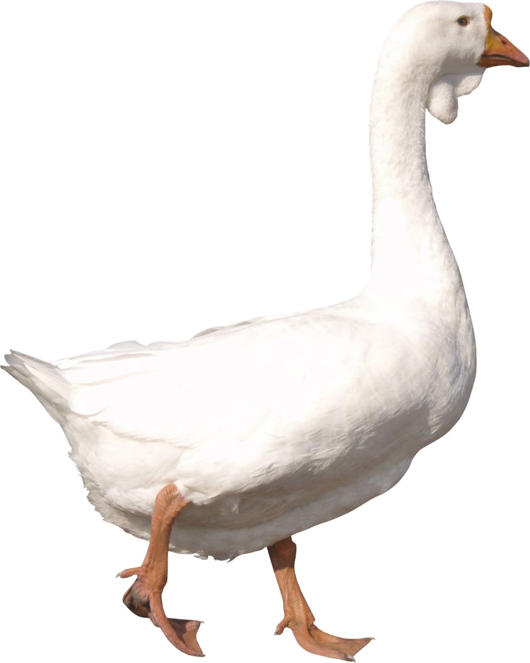 White goose PNG    图片编号:20525