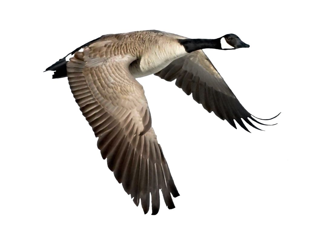 Goose PNG    图片编号:20526