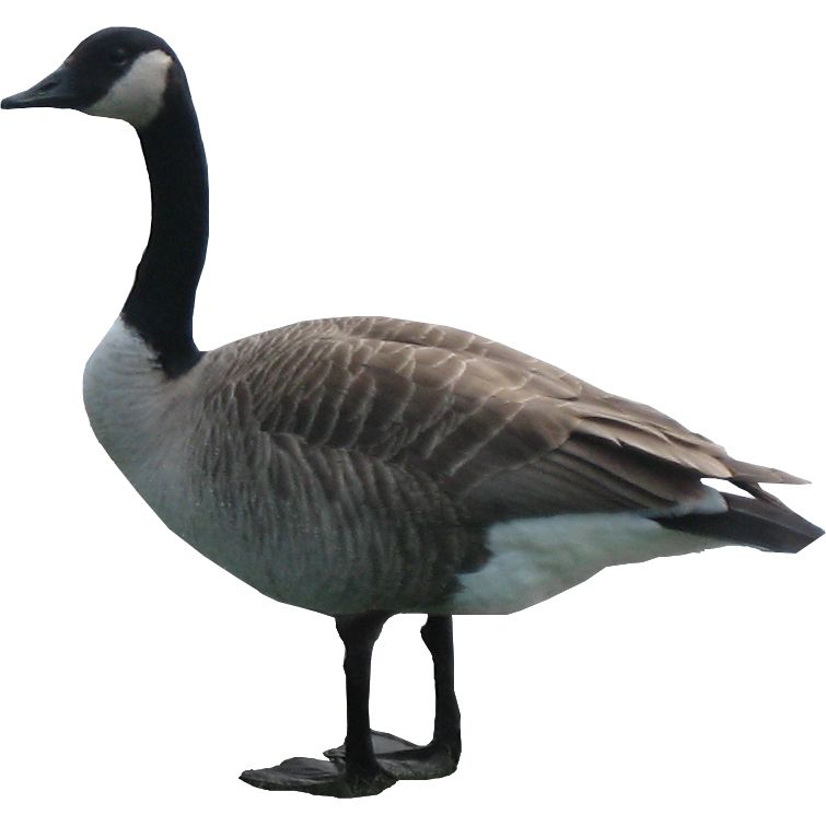 Goose PNG    图片编号:20529