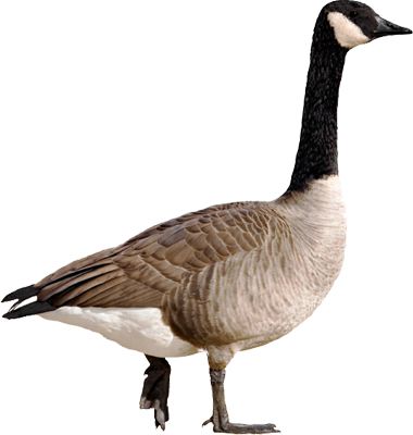 Goose PNG    图片编号:20530