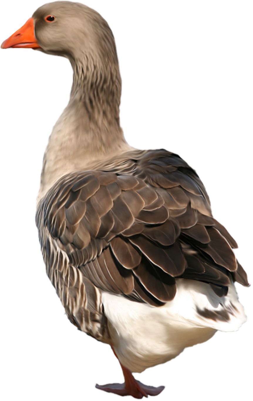 Goose PNG    图片编号:20495