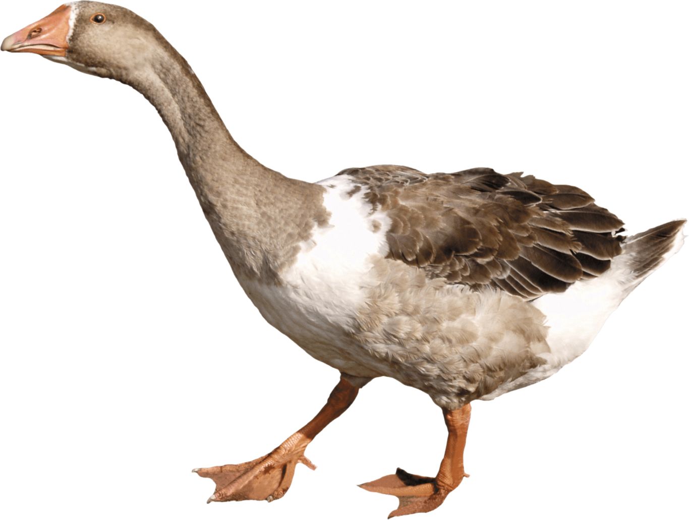 Goose PNG    图片编号:20499
