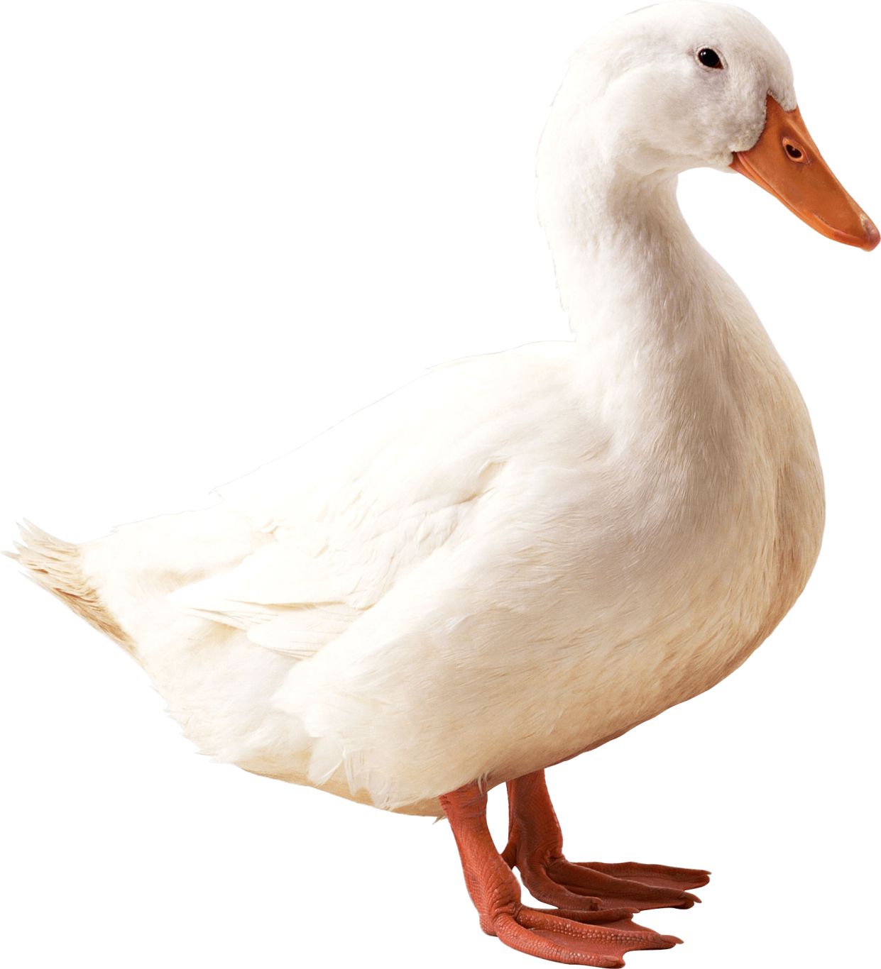 White goose PNG    图片编号:20500