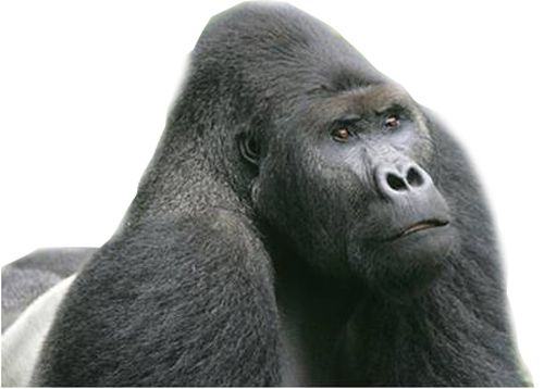 Gorilla PNG    图片编号:18702