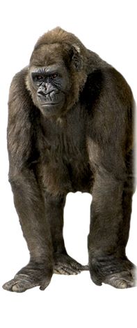 Gorilla PNG    图片编号:18704