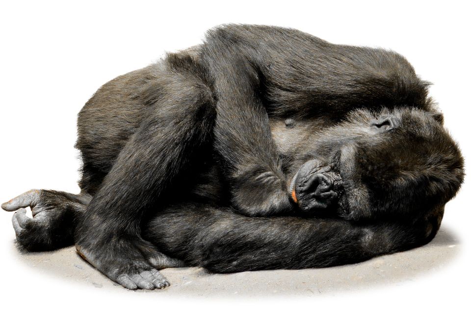 Gorilla PNG    图片编号:18706