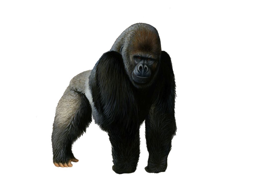 Gorilla PNG    图片编号:18709