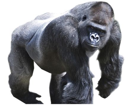 Gorilla PNG    图片编号:18710