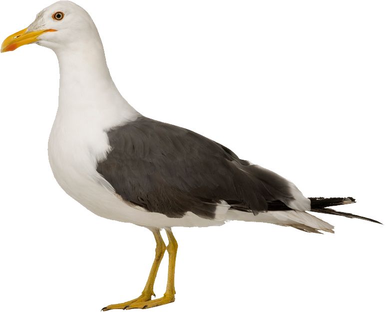 Gull PNG    图片编号:28551