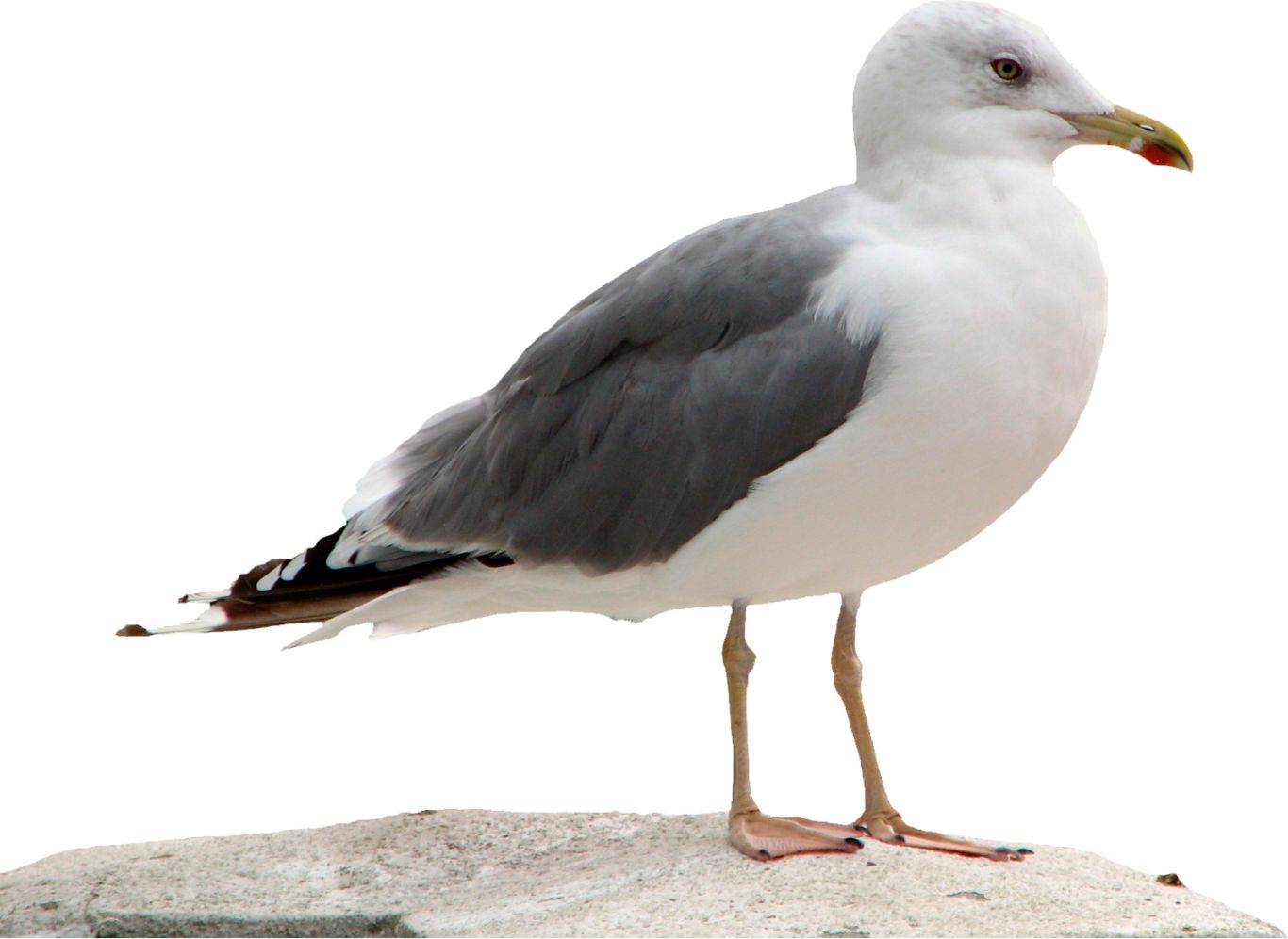 Gull PNG    图片编号:28560