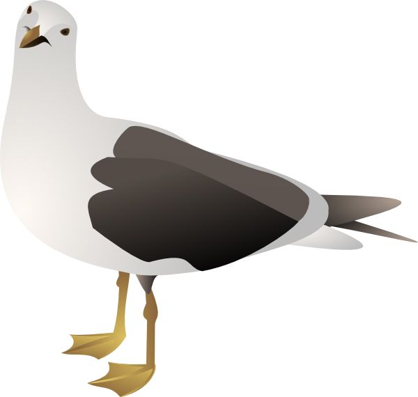 Gull PNG    图片编号:28562
