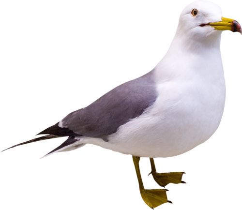 Gull PNG    图片编号:28563