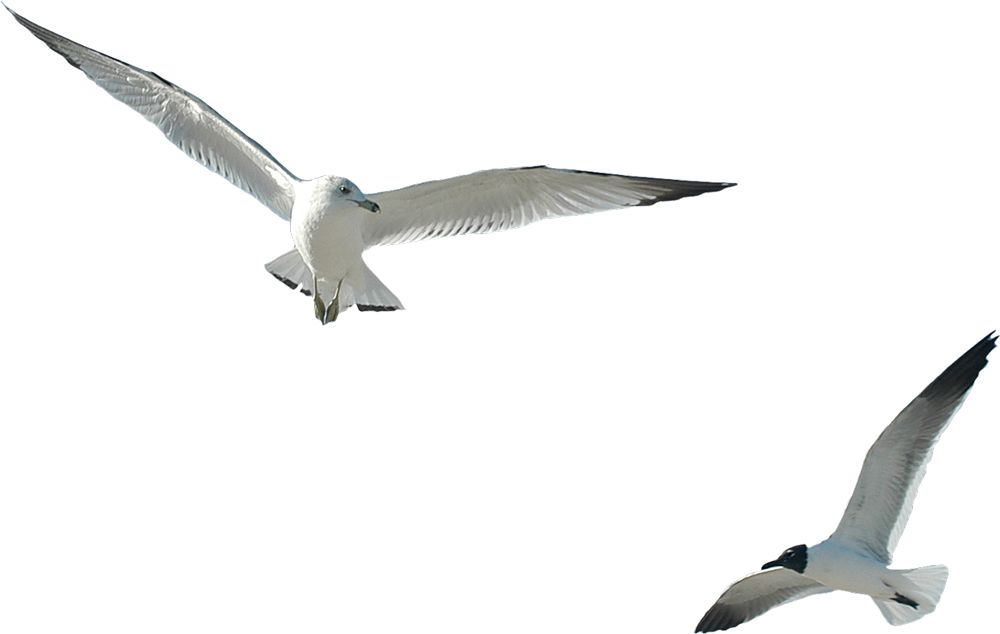 Gull PNG    图片编号:28564