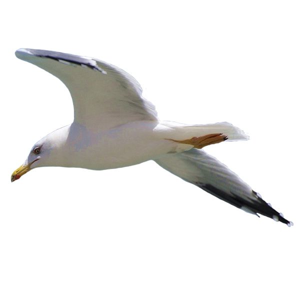Gull PNG    图片编号:28566