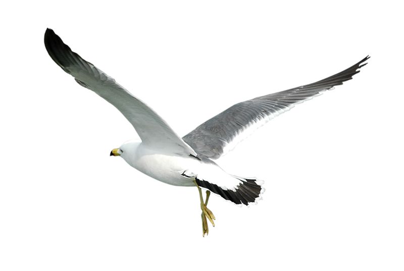 Gull PNG    图片编号:28567