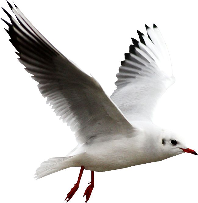 Gull PNG    图片编号:28568