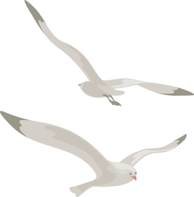 Gull PNG    图片编号:28569