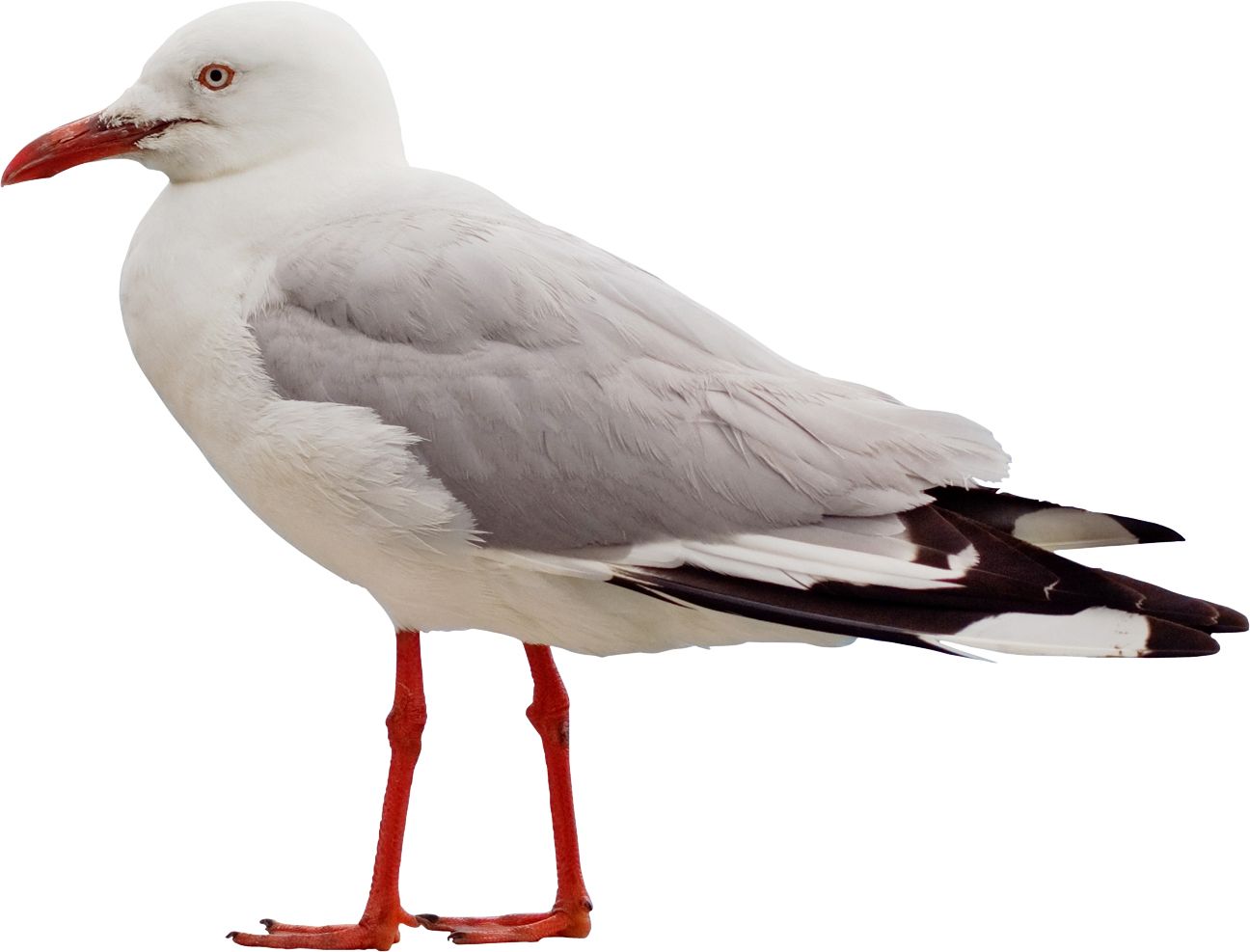Gull PNG    图片编号:28552