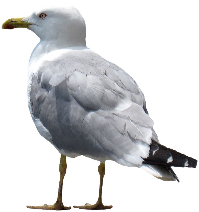 Gull PNG    图片编号:28570