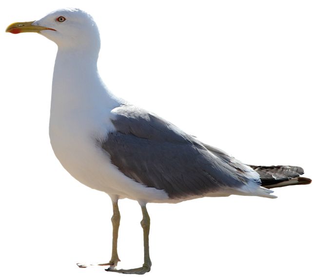 Gull PNG    图片编号:28571