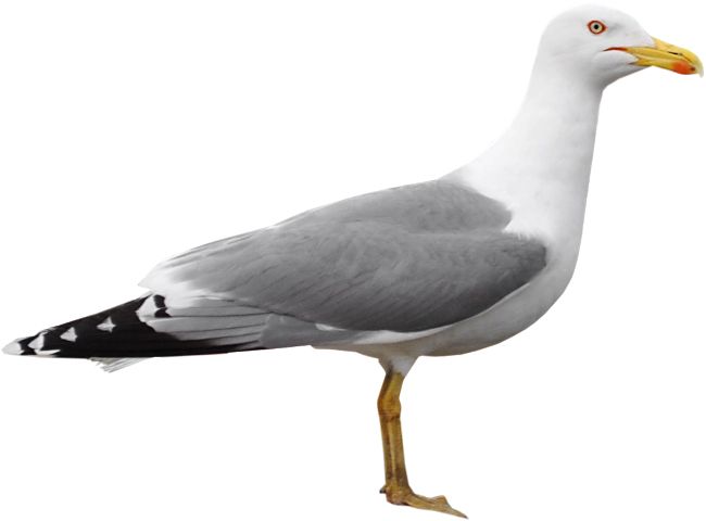 Gull PNG    图片编号:28572