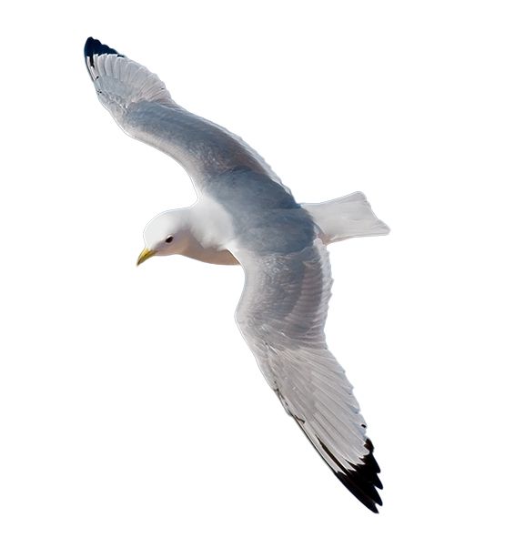 Gull PNG    图片编号:28573
