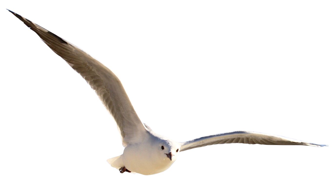 Gull PNG    图片编号:28578