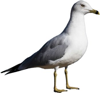 Gull PNG    图片编号:28579