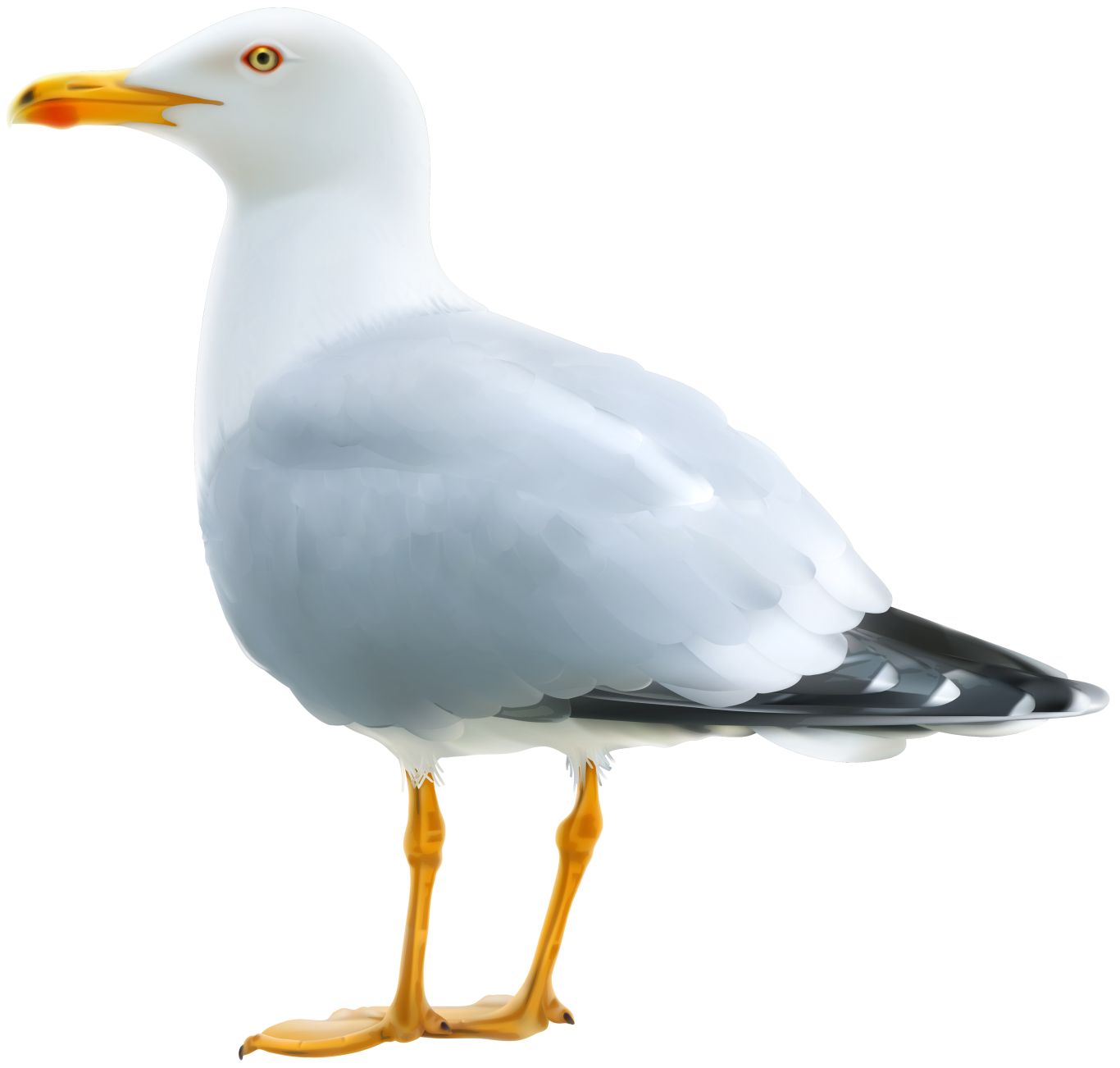 Gull PNG    图片编号:28580