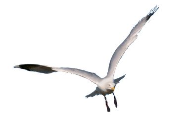 Gull PNG    图片编号:28581