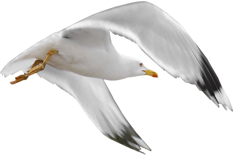 Gull PNG    图片编号:28582