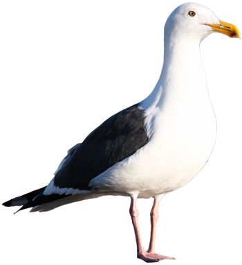 Gull PNG    图片编号:28583