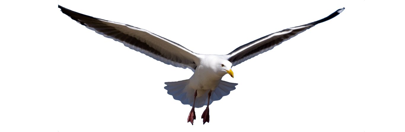 Gull PNG    图片编号:28584